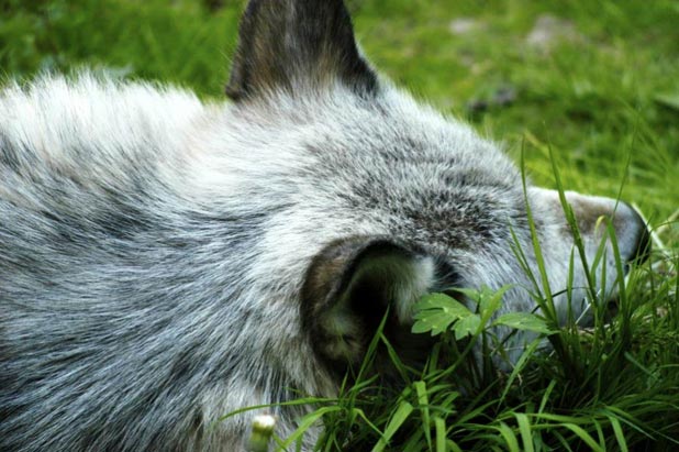 Schlafender Wolf Bild